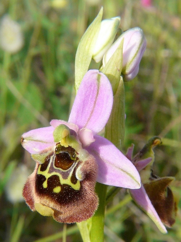 Ophrys cretica, Ophrys episcopalis  Creta aprile 2016